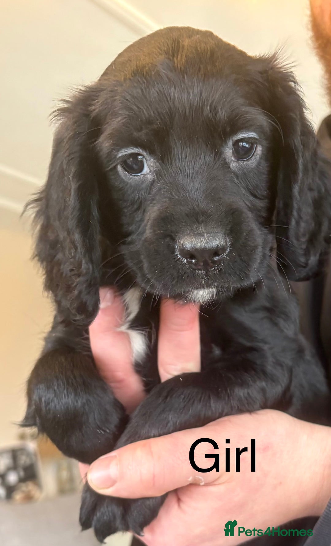 Sprocker dogs for sale: Beautiful Sprocker Puppies  - Advert 19