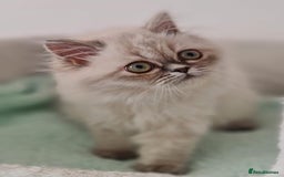 Persian cats for sale: Persian Kittens Looking For New Home - Image 5