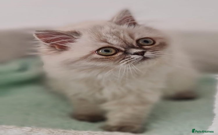 Persian cats - Advert 13