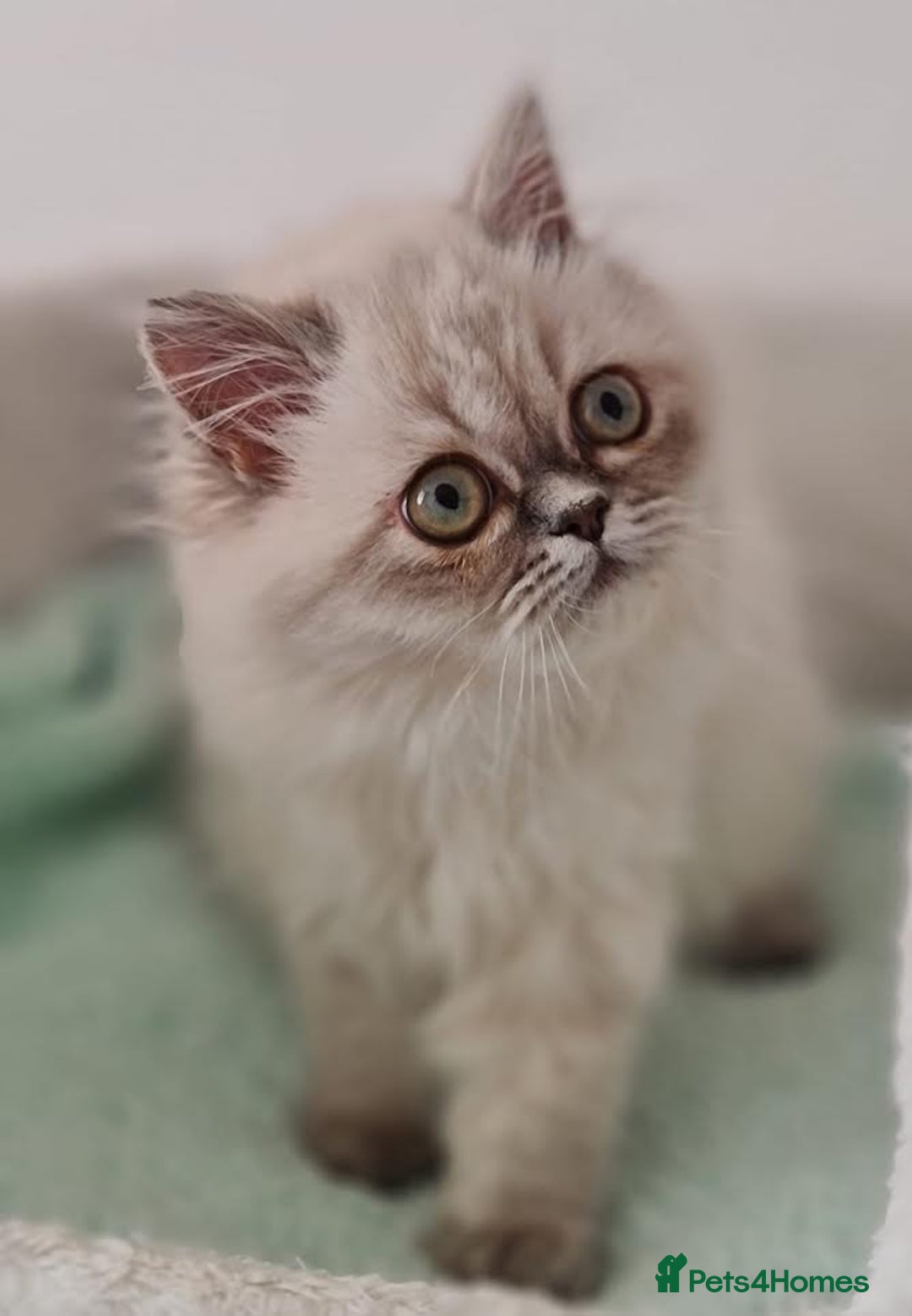 Persian cats for sale: Persian Kittens Looking For New Home - Image 5