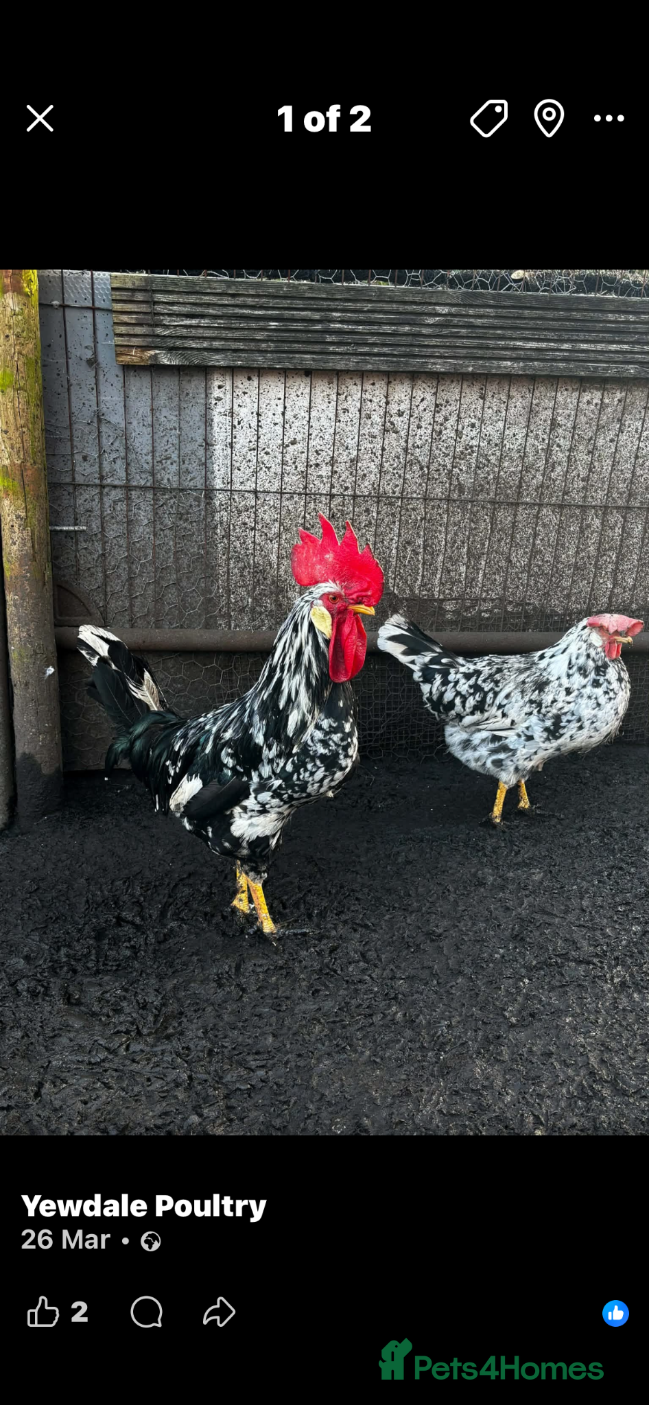 Chickens poultry Exchequer leghorn pullets and cockerels  - Advert 12