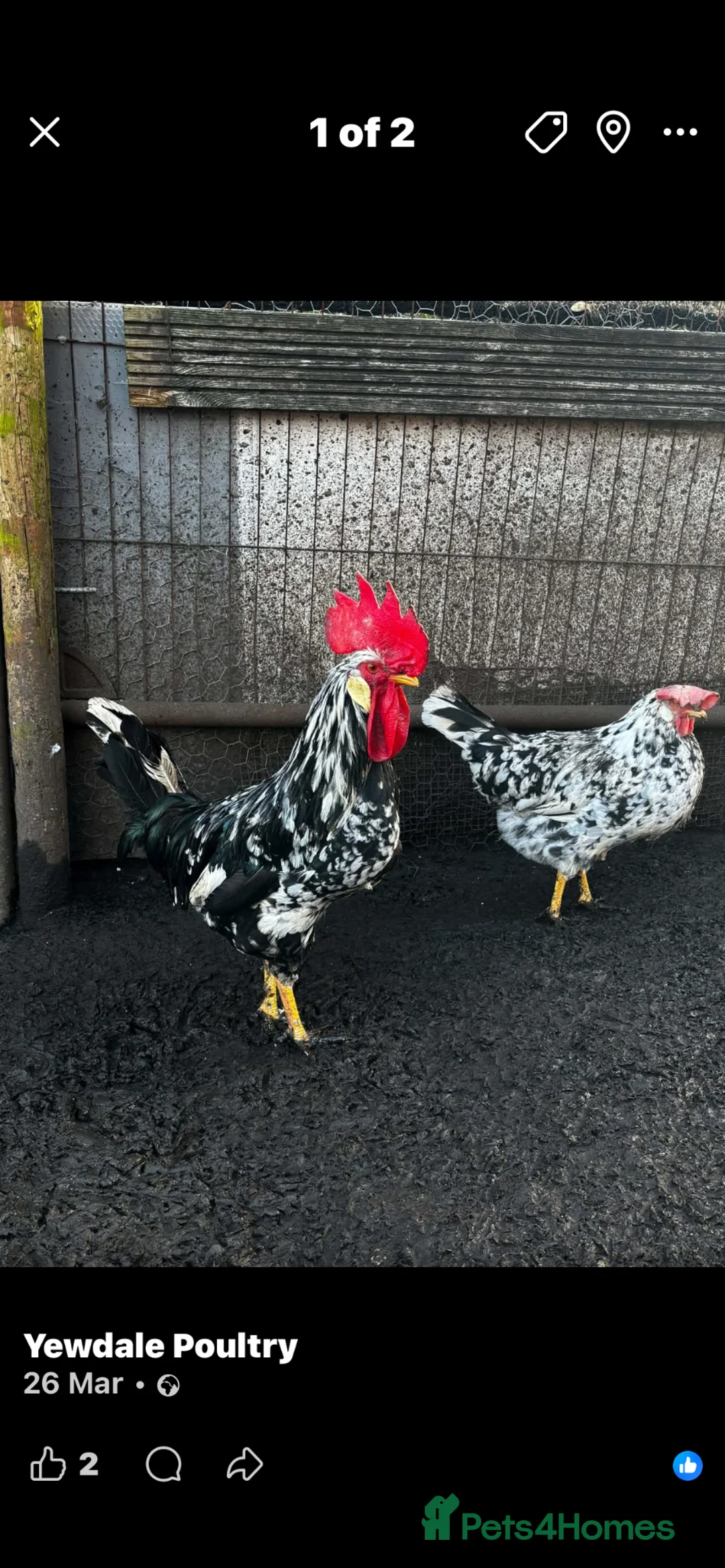 Chickens poultry for sale: Exchequer leghorn chicks off heat this week  - Advert 2