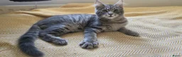Maine Coon cats for sale: Maine Coon Kitten ready - Advert 31