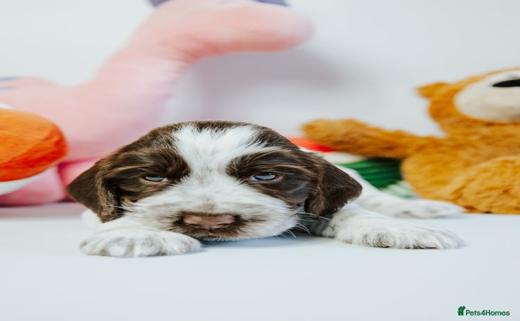 Cocker Spaniel dogs - Advert 2