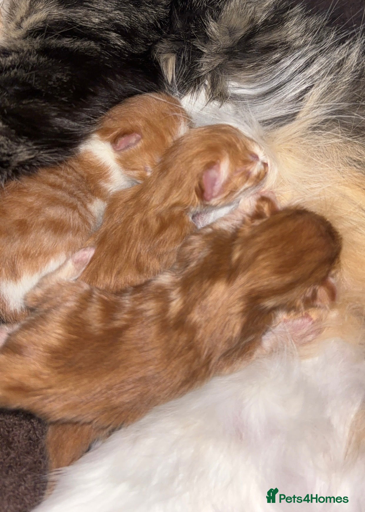 Mixed Breed cats Beautiful striped gingers🐾❤️ - Advert 1