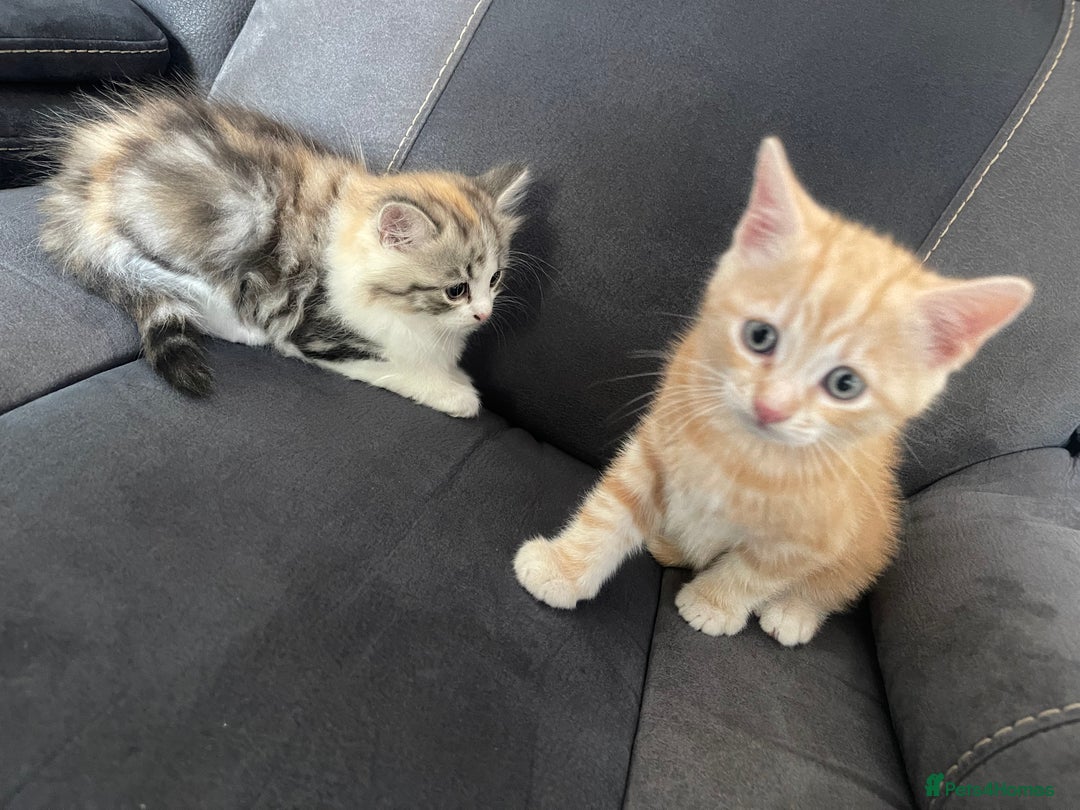 Mixed Breed cats for sale: Stunning long haired kittens  - Image 6