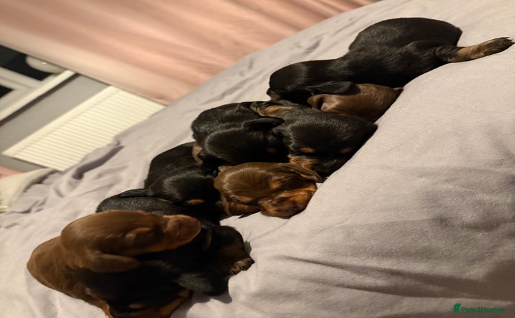 Dachshund dogs - Advert 3
