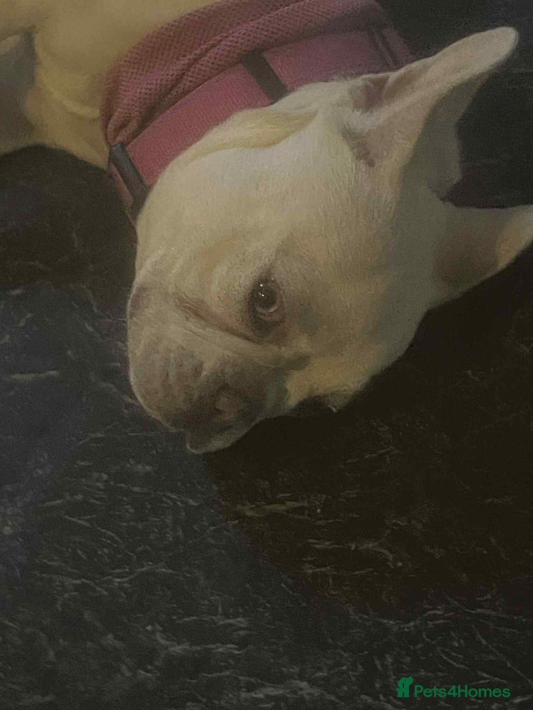 French Bulldog dogs for sale: For sale - Image 2