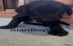 Labradoodle dogs for sale: 2 boys and 2 females - Image 11