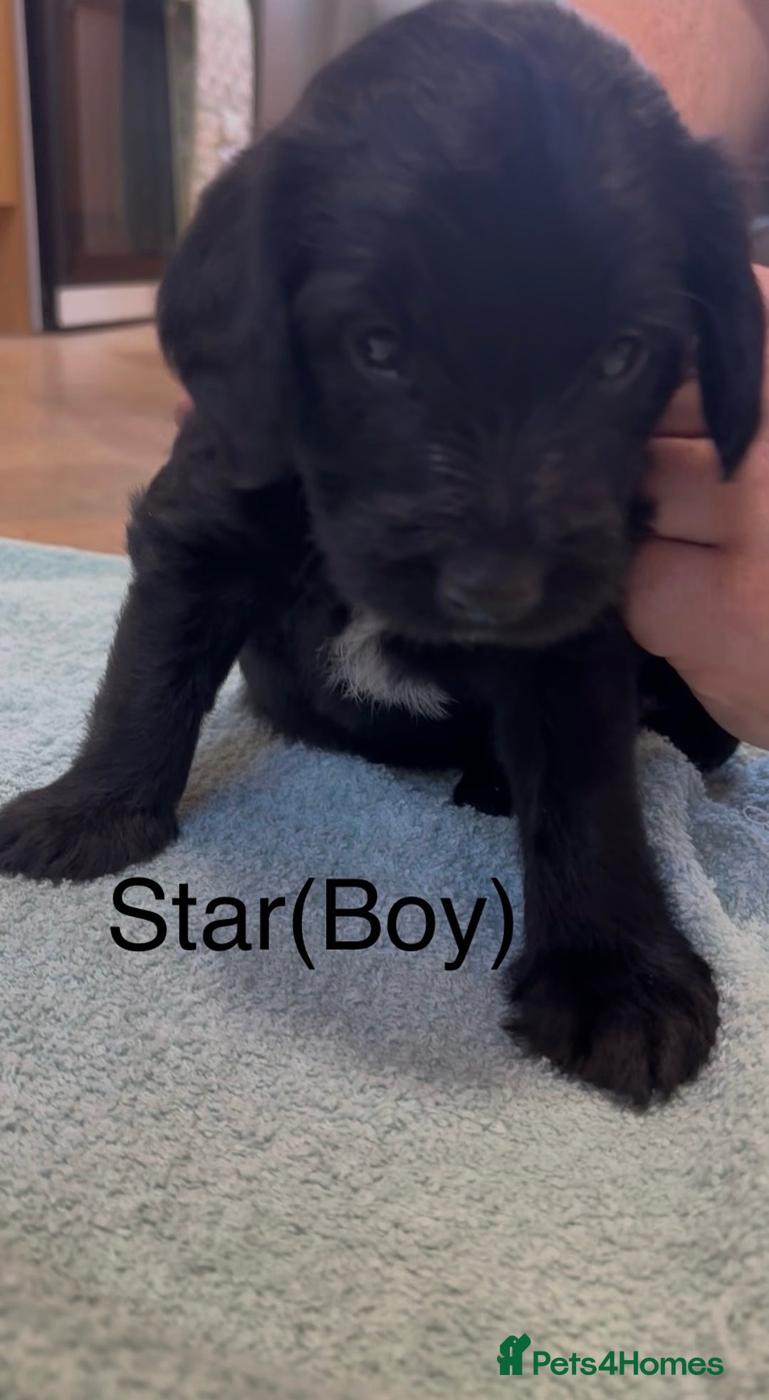 Labradoodle dogs for sale: 2 boys and 2 females - Image 11