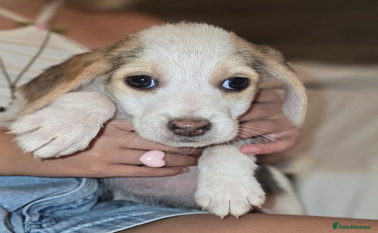 Beagle dogs - Advert 1