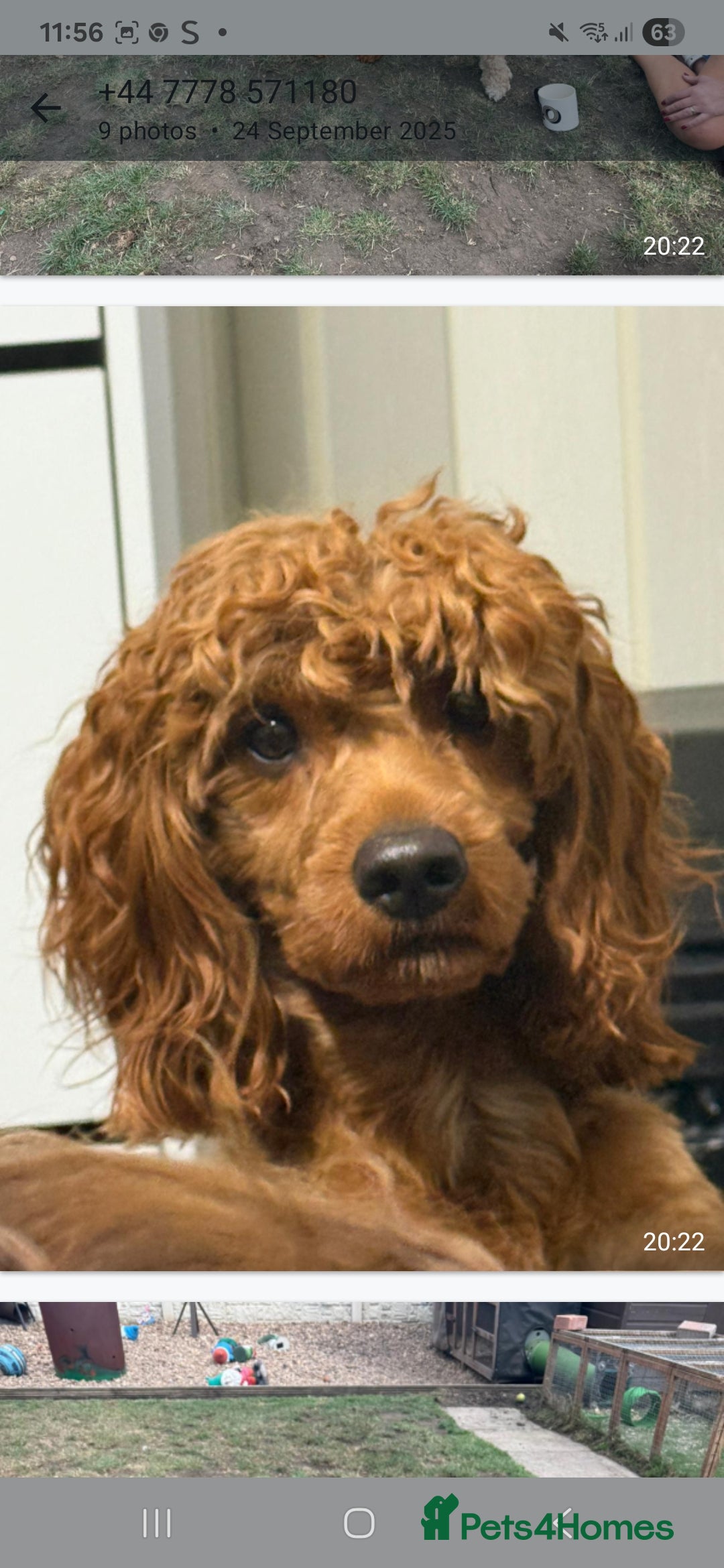 Cockapoo dogs for sale: Beautiful f2 Cockapoo puppies  - Advert 3