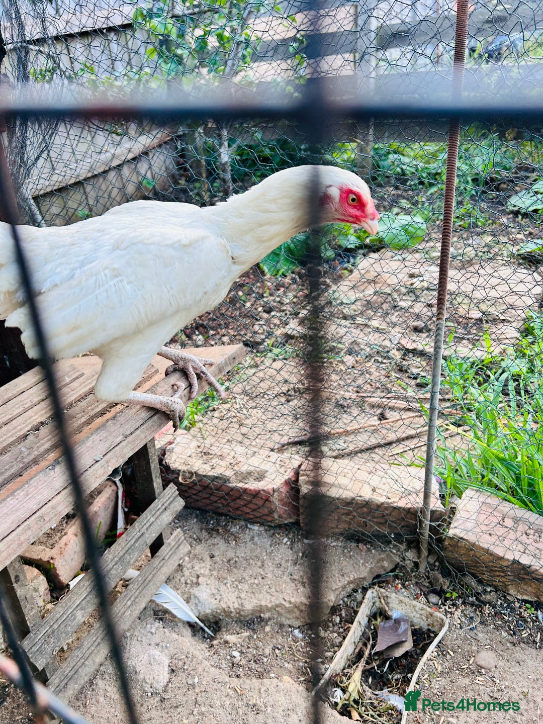 Chickens poultry for sale: Aseel shamo  chicks for sale  - Image 11