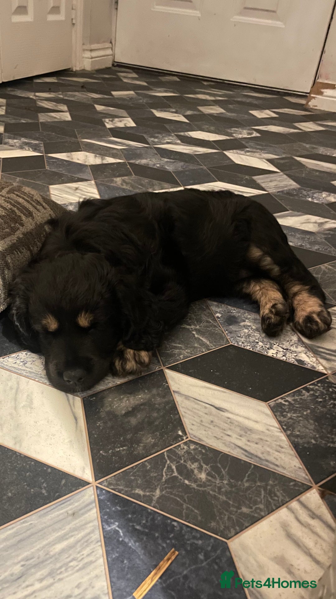 Mixed Breed dogs for sale: Portuguese sheepdog in Cramlington - Image 7