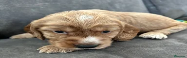 Cockapoo 3