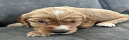 Cockapoo dogs for sale: Gorgeous Cockapoo puppies - Advert 6