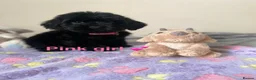 Cockapoo dogs for sale: 💕 cockapoo pups 💕 - Advert 9