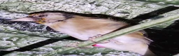Mixed Breed birds for sale: Goldfinch  - Advert 4