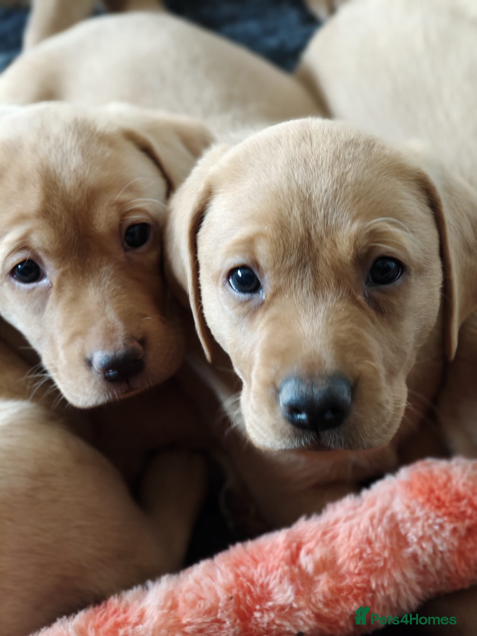 Labrador Retriever dogs Litter of fox red and black Labrador puppies  - Advert 2