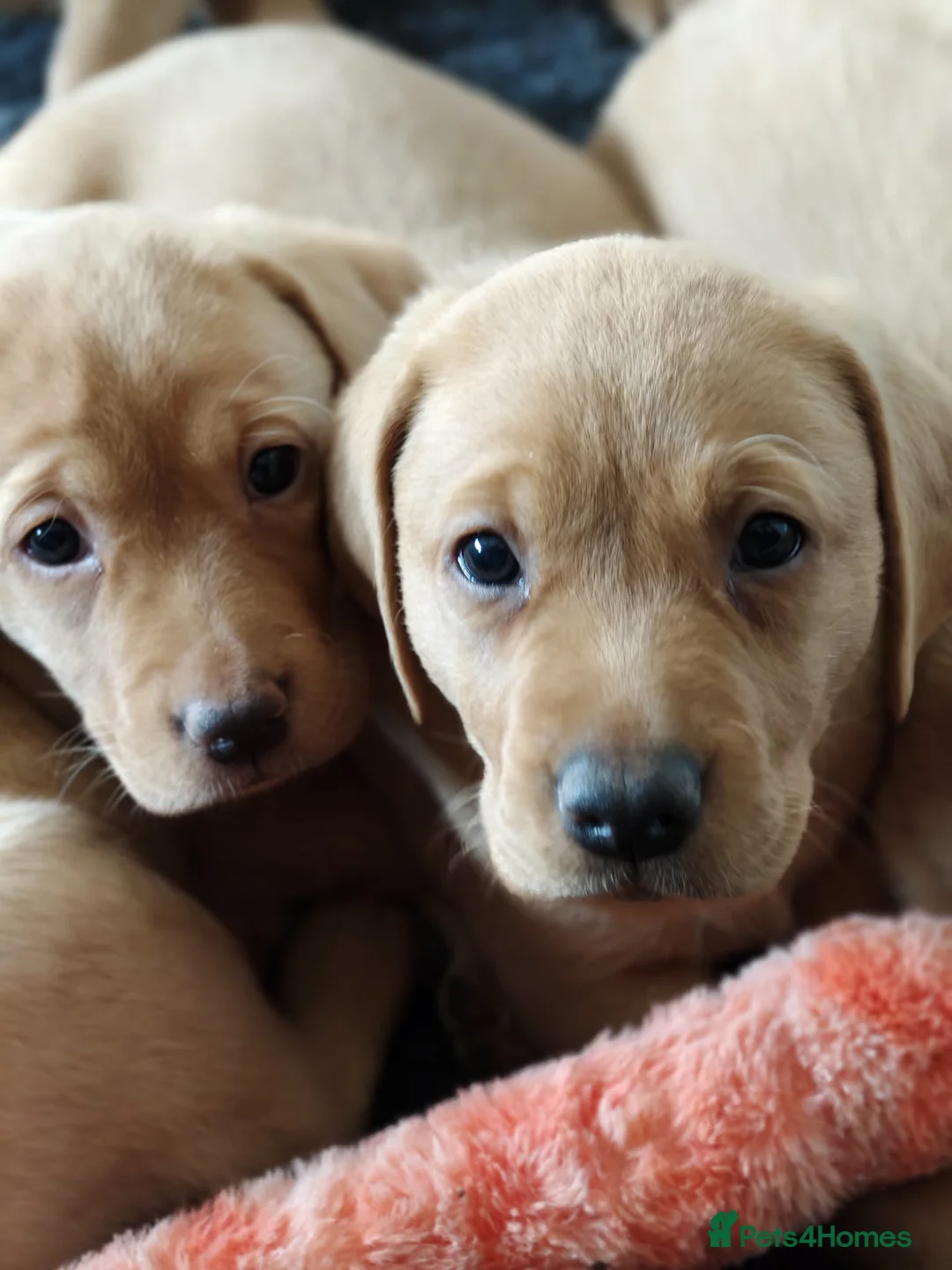 Labrador Retriever dogs for sale: Litter of fox red and black Labrador puppies  - Advert 1