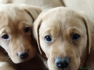 Labrador Retriever dogs Litter of fox red and black Labrador puppies - Advert 2