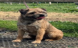 Border Terrier dogs for sale: 2 beautiful border terriors  - Image 1