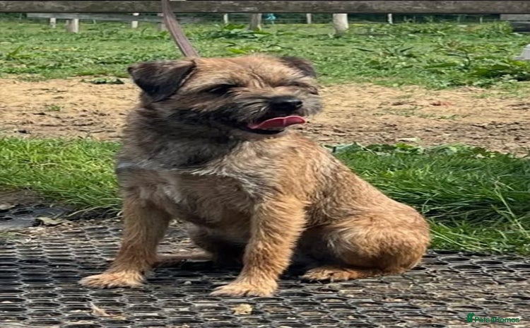Border Terrier dogs - Advert 1