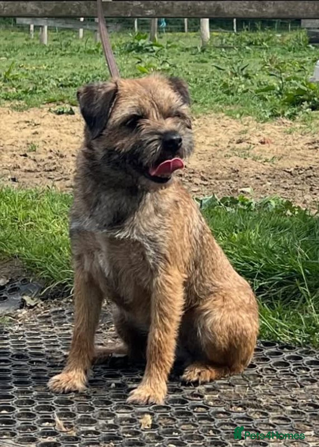 Border Terrier dogs for sale: 2 beautiful border terriors  - Image 1