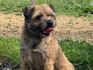 Border Terrier dogs - Advert 31
