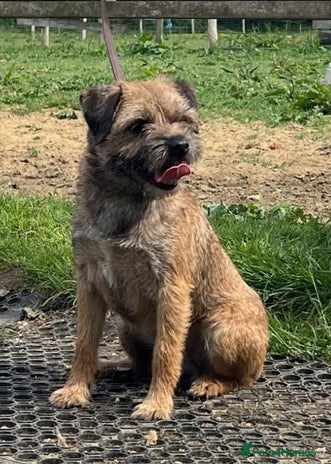 Border Terrier dogs - Advert 1