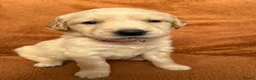 Golden Retriever dogs for sale: Kennel Club Registered Golden Retriever Puppies  - Advert 9