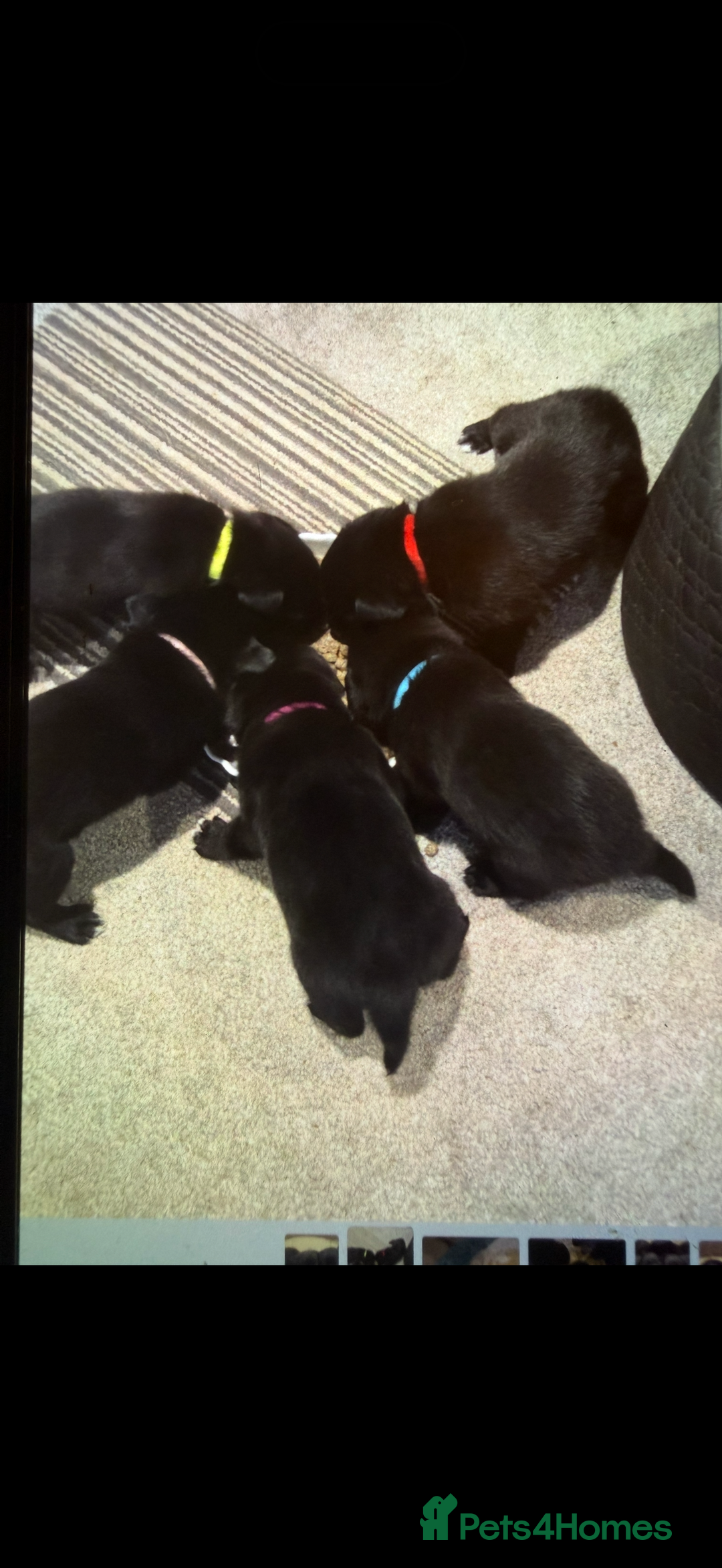 Borador dogs for sale: Perfect addition to any family 🐶🐾 - Advert 7