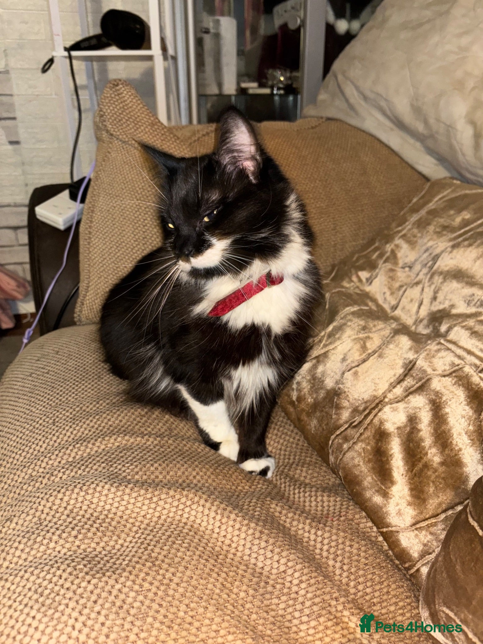 British Longhair cats Rehoming our Luna  - Advert 2