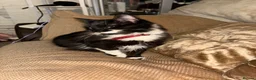 British Longhair cats for sale: Rehoming our Luna  - Advert 1