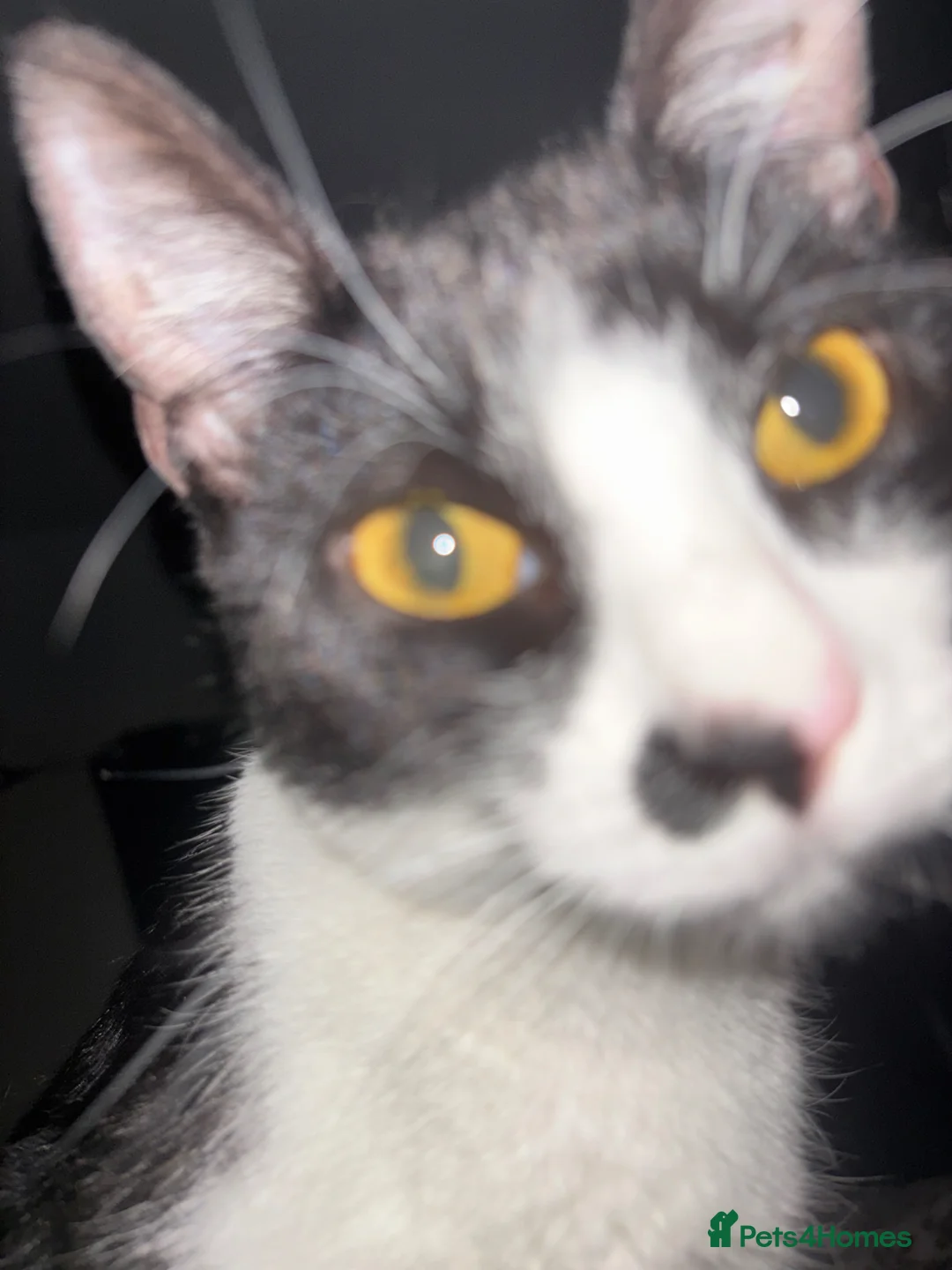 British Shorthair cats for sale: 11 month old cat  - Advert 1