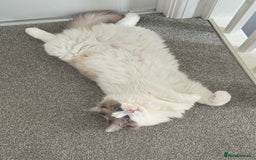 Ragdoll cats for sale: Coco and Willow Male Ragdolls - Advert 8