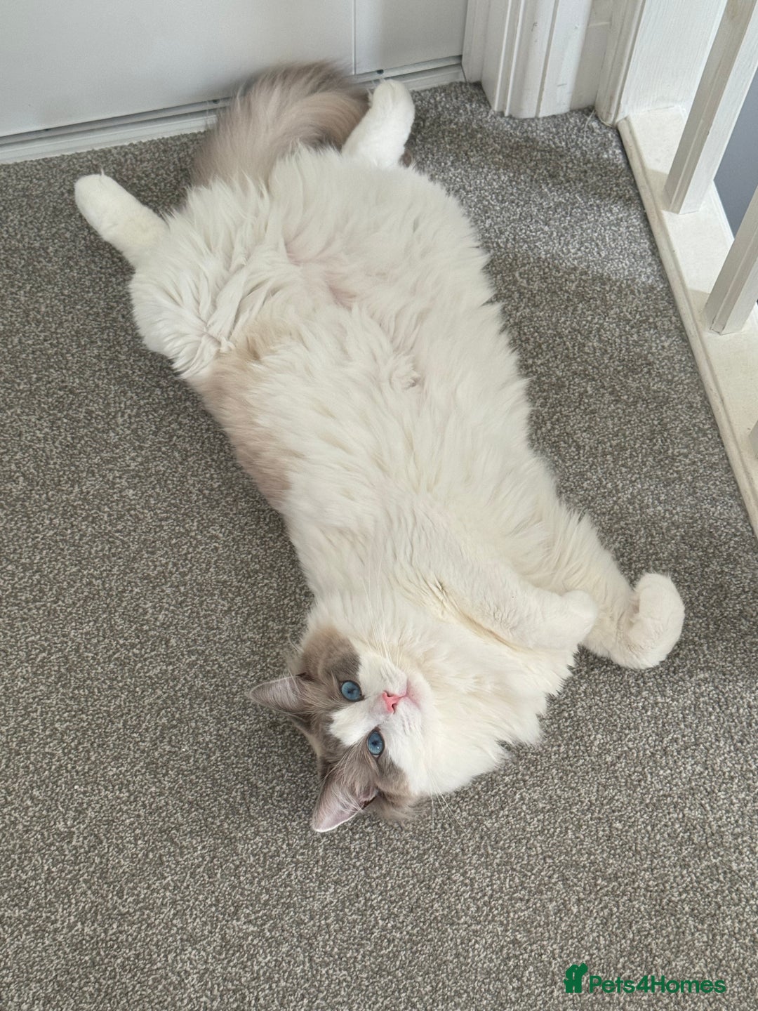 Ragdoll cats for sale: Coco and Willow Male Ragdolls - Advert 8