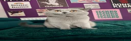 British Shorthair cats for stud: ✨ BSH Blue Carrier of Cinnamon and Fawn 🐾👑 - Advert 1