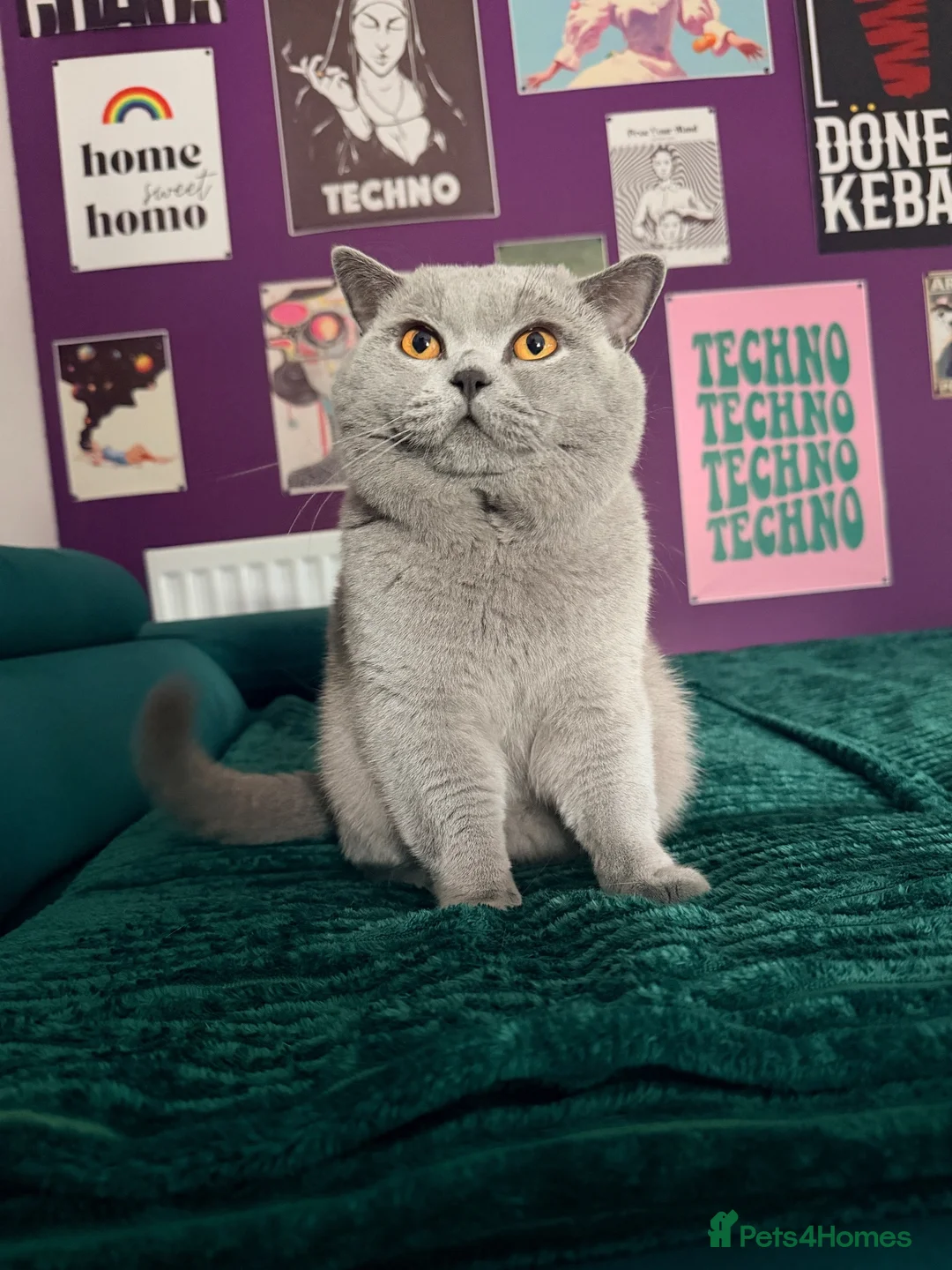 British Shorthair cats for stud: ✨ BSH Blue Carrier of Cinnamon and Fawn 🐾👑 - Advert 1