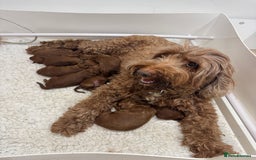 Australian Labradoodle dogs for sale: Australian Labradoodle puppies Multigen  - Image 10