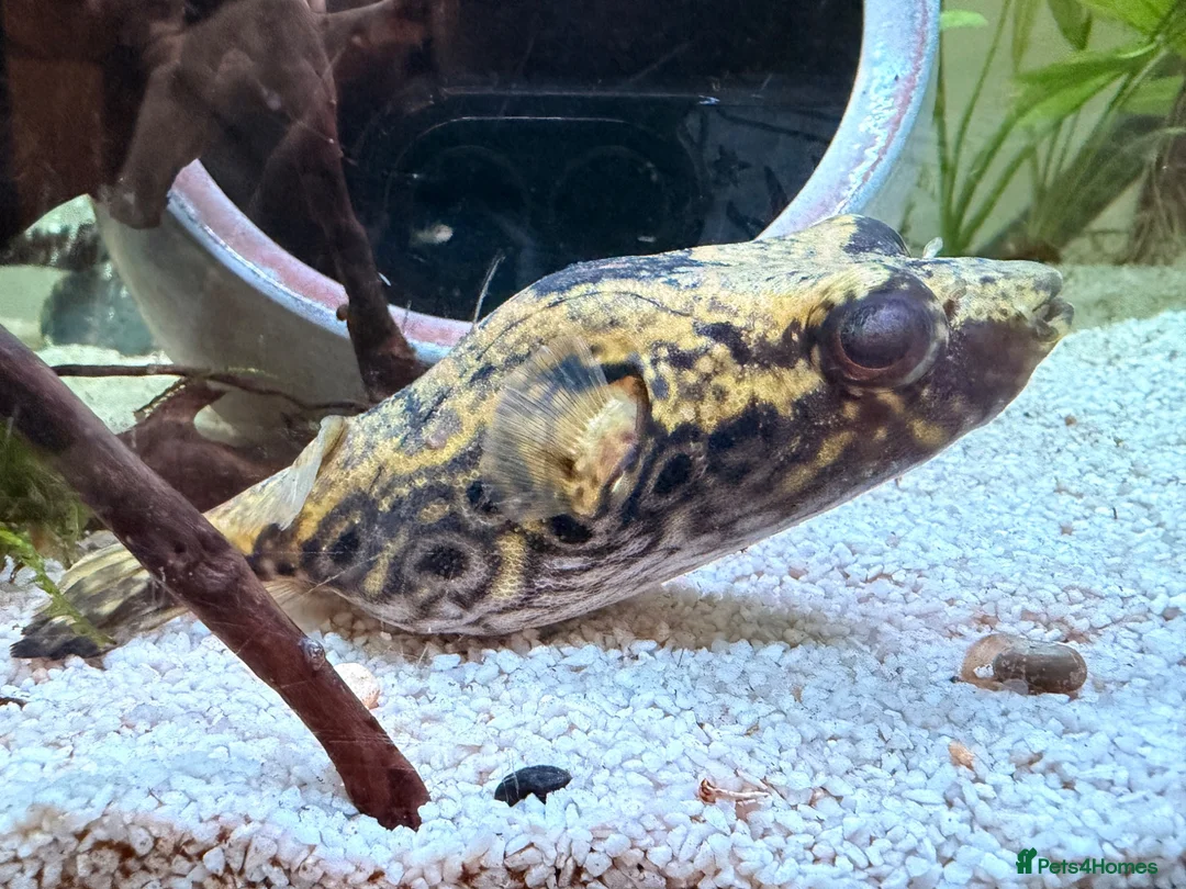 Pufferfish fish for sale: Fresh water Dragon/Humpback puffer for sale - Advert 1