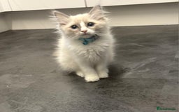 Ragdoll cats for sale: Ragdoll Kittens READY NOW  - Image 1