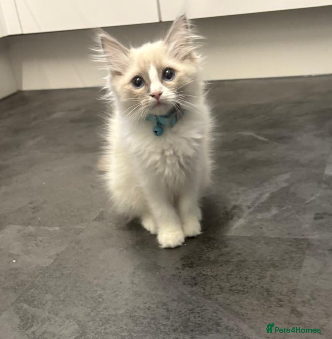 Ragdoll cats for sale: Ragdoll Kittens READY NOW  - Image 1