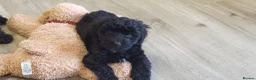 Yorkiepoo dogs for sale:  YORKIEPOOS PUPPIES  FROM LICENSED BREEDER.  - Advert 8