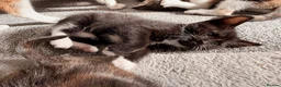 Mixed Breed cats for sale: Ragdoll x Domestic Shorthair Rare Coat Kittens ♥️ in Manchester - Advert 13