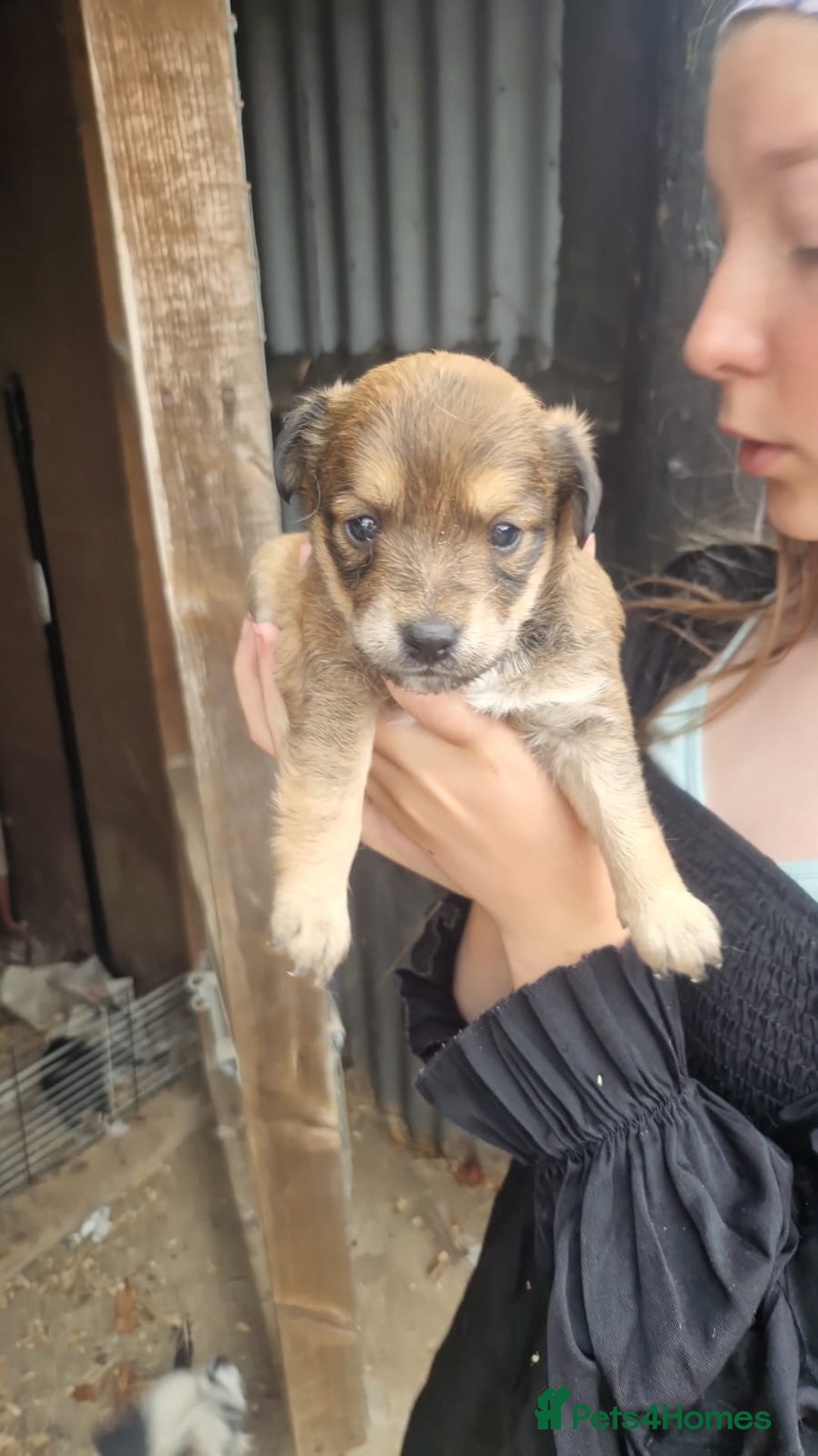 Mixed Breed dogs for sale: 2 female parson terrier x terrier mix - Image 2
