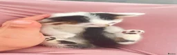 Mixed Breed cats for sale: Small kittens ready now london n9  in London - Advert 17