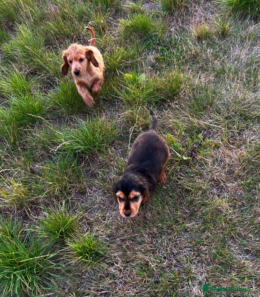 Cocker Spaniel dogs for sale: Last two ‼️ £1250 Kc reg show cocker puppies  - Image 10