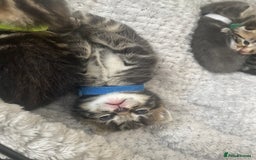 Mixed Breed cats for sale: 1 kitten left - Image 2