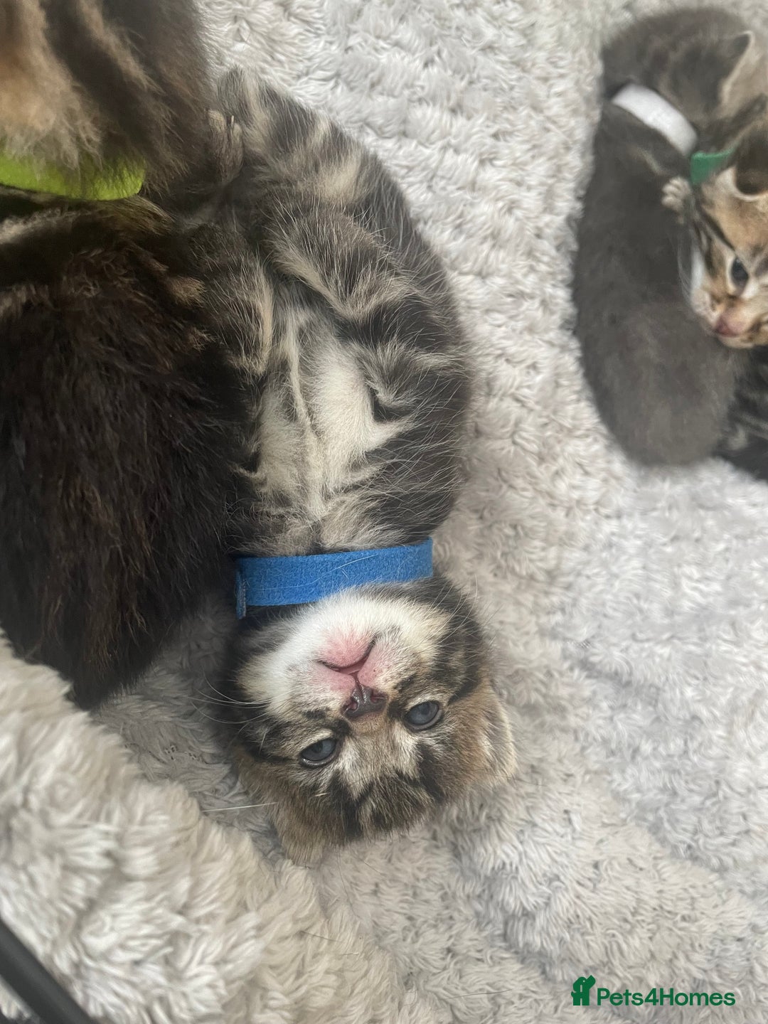 Mixed Breed cats for sale: 1 kitten left - Image 2